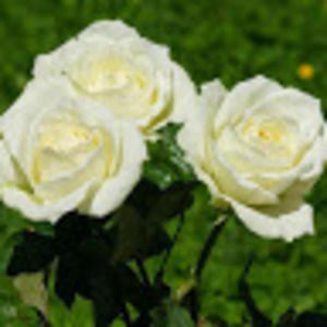 Meet your Posher, Fabiola